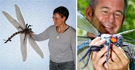 Largest Insect In World