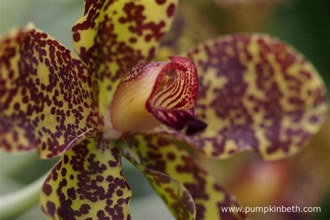 largest orchids in the world