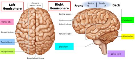 Largest Part Of The Brain