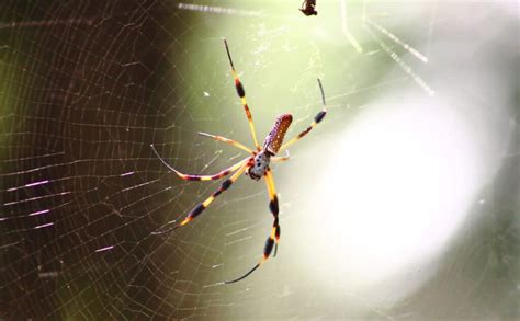 largest spider florida