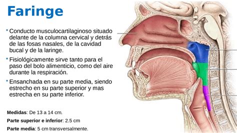 Laringe Y Faringe
