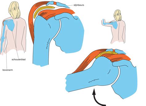 last van schouderbladen
