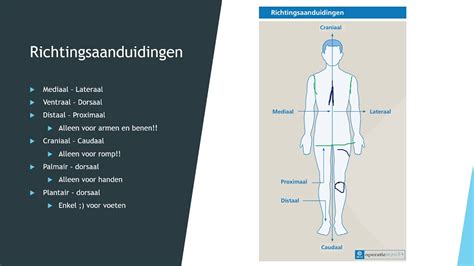 lateraal zeezicht betekenis
