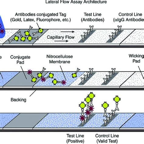 Lateral Flow Immunochromatography
