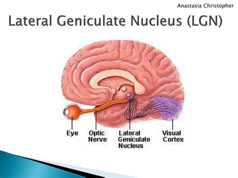 Lateral Geniculate Nucleus