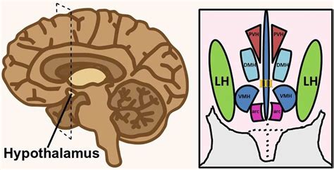 Lateral Hypothalamus