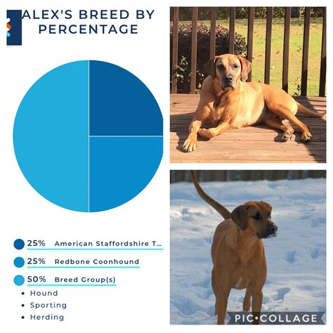 latest dog results