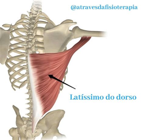 Latissimo Do Dorso