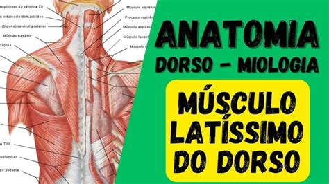 Latíssimo Do Dorso