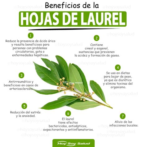 laurel en ingles hojas
