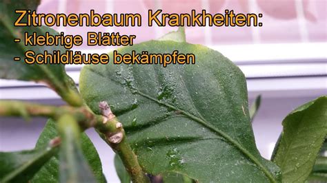lausbefall zitronenbaum