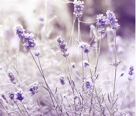lavender in winter