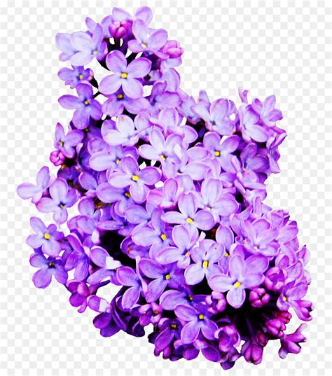 Lavender Warna  Bunga Lavender Warna Gambar Png - Lavender Warna
