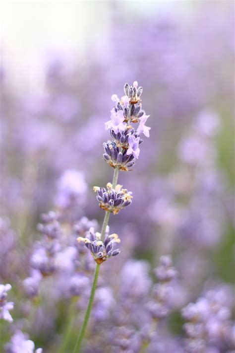 Lavender Warna  Gambar Alam Mekar Menanam Padang Rumput Ungu Flora - Lavender Warna