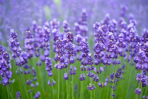 Lavender Warna  Gambar Bunga Lavender Yang Sangat Indah Kumpulan Gambar - Lavender Warna