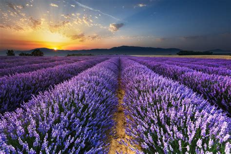 Lavender Warna  Menarik Keindahan Ladang Bunga Lavender Yang Menakjubkan Zamrispoon - Lavender Warna