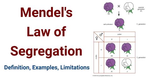 Law Of Segregation
