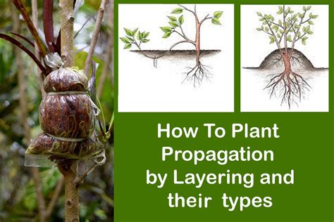 Layering In Plants