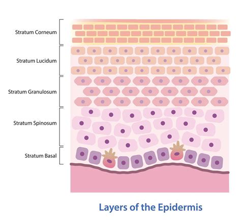 Layers Of Epidermis In Thin Skin