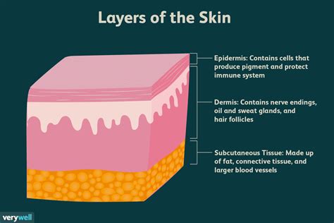 layers of skin