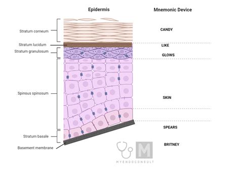 Layers Of Skin Mnemonic