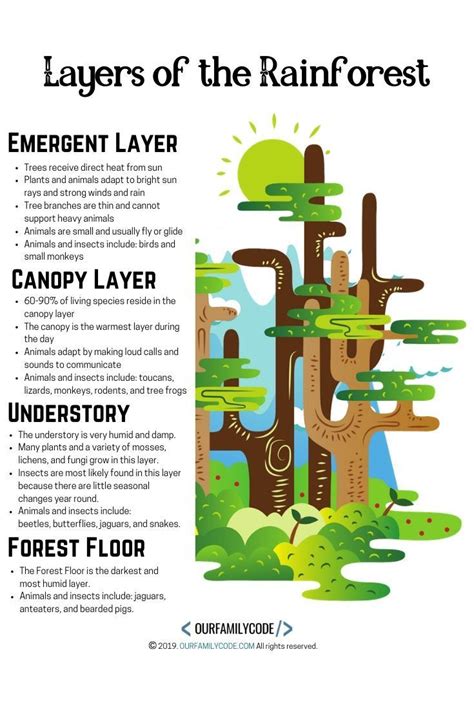Layers Of The Rainforest Lesson Plan For 3rd Rainforest Lesson Plans For 3rd Grade - Rainforest Lesson Plans For 3rd Grade
