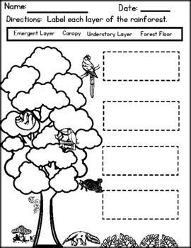 Layers Of The Rainforest Worksheet The Jungle Worksheet Answers - The Jungle Worksheet Answers