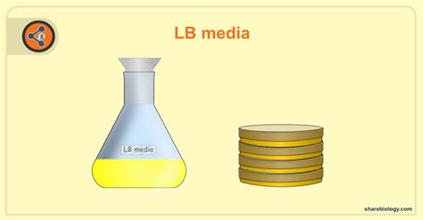 Lb Media Composition