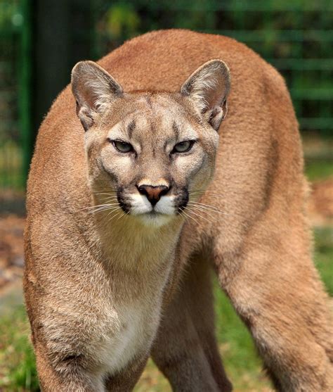 león pumas