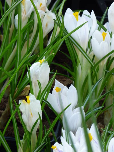 Le Bulbose