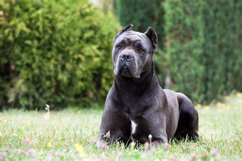 Le Cane Corso