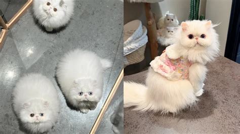 Le Chat Le Plus Mignon Au Monde