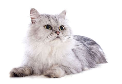 le chat persan
