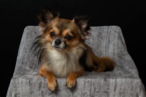 le chihuahua