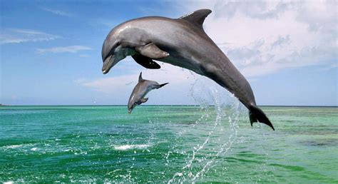 le dauphin
