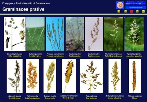 Le Graminacee Prative