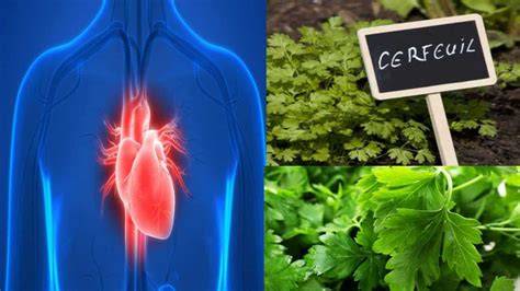 le guide du cholesta c rol tout savoir pour lutte