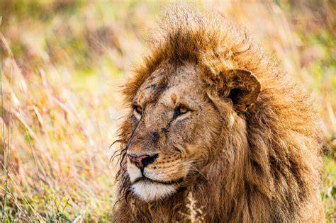 le lion