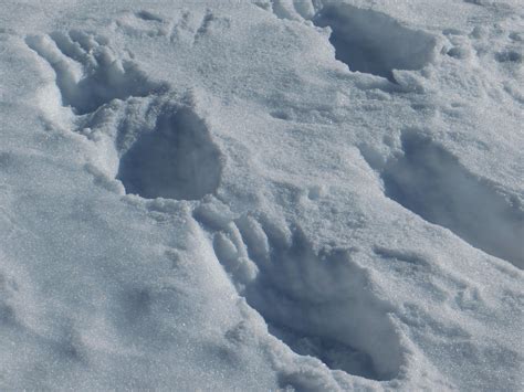 Le Orme Dell Orso