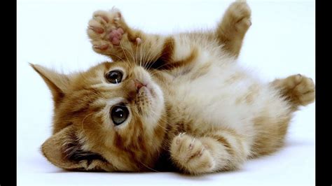 Le Plus Mignon Chat Du Monde