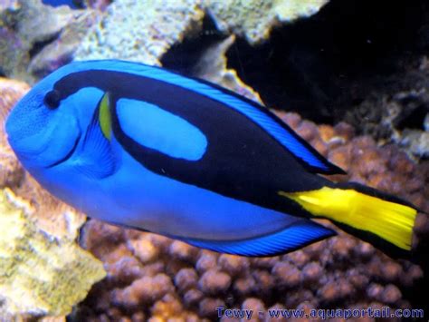 Le Poisson Bleu