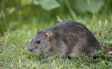le rat ca c libataire