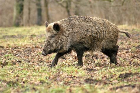 le sanglier