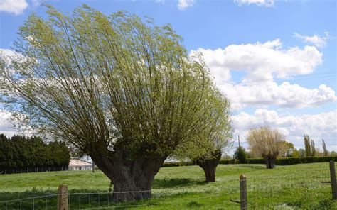 Le Saule