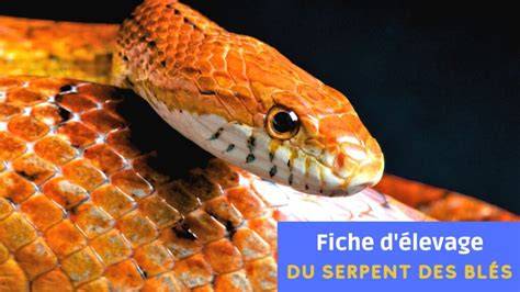 le serpent des bla c s pantherophis guttatus