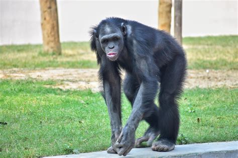 Le Singe