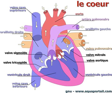 Read Online Le Coeur Ekladata 
