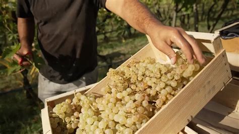 Quelle est la meilleure manière de conserver les raisins pour qu’ils tiennent le plus longtemps