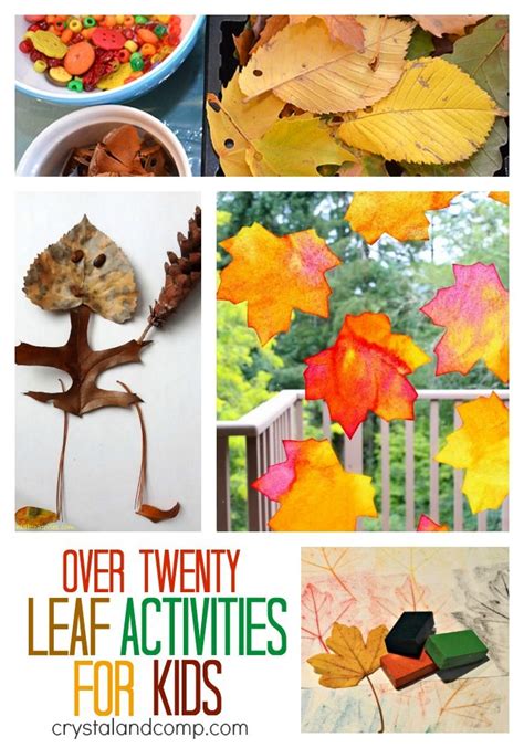 Leaf Activities For Young Learners Project Learning Tree Leaf Activity Worksheet - Leaf Activity Worksheet