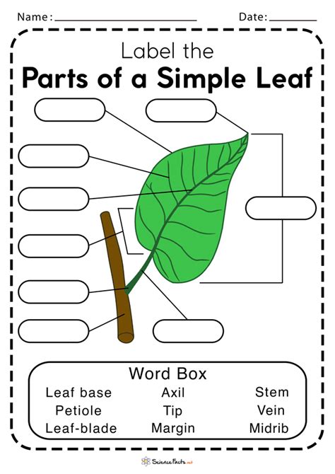 Leaf Activity Worksheet   Parts Of A Leaf Little Bins For Little - Leaf Activity Worksheet